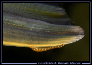 A small Fish Leech on the fin tail of a Pike Fish... :O)... by Michel Lonfat 